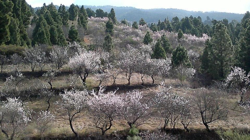 Apartamento El Almendro Puntagorda Kültér fotó